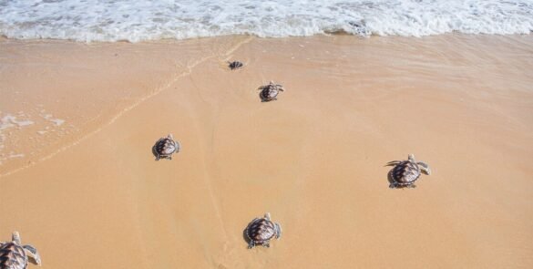 alagadi beach4